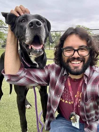 An adult extra large-sized female Black Mixed Breed dog named Vegemite Sandwich for adoption in Wichita, KS