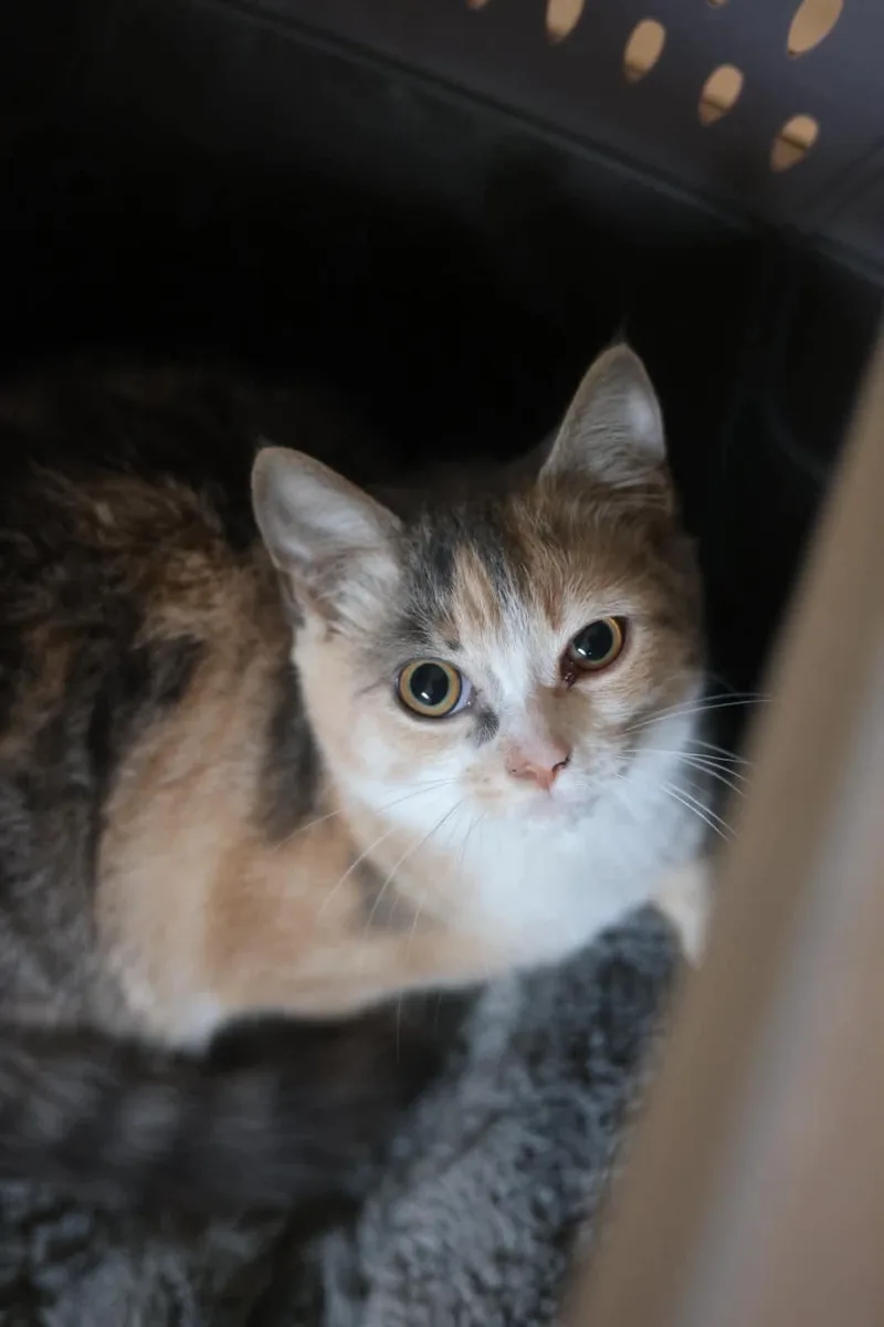 A young medium-sized female Domestic Short Hair cat named Lulu for adoption in Duluth, MN