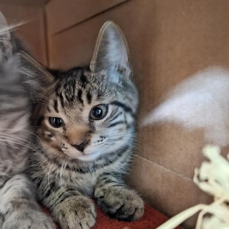 A baby small-sized female Brown / Chocolate Domestic Short Hair cat named Kira for adoption in Baltimore, MD