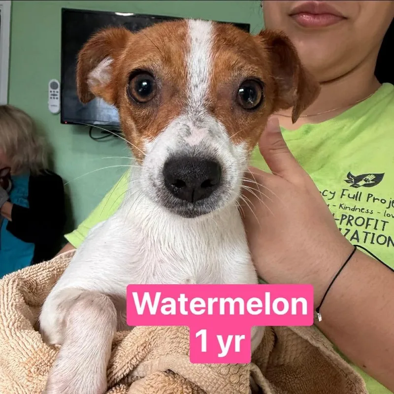 Watermelon thumbnail 2