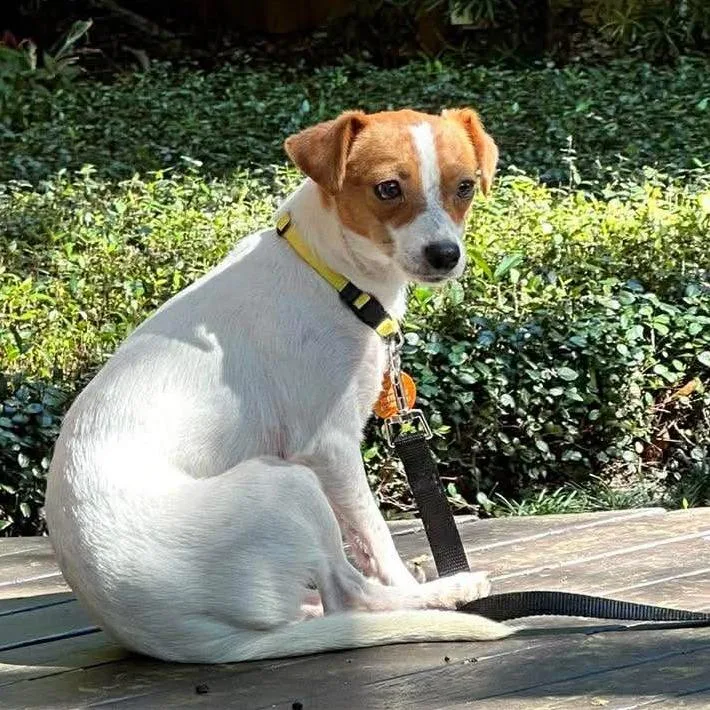 Watermelon thumbnail 3