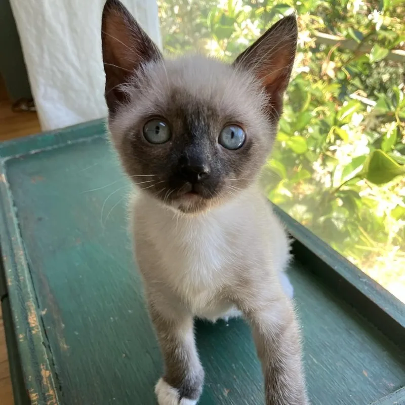 A baby small-sized male Cream / Ivory Siamese cat named Cornichon for adoption in Los Angeles, CA