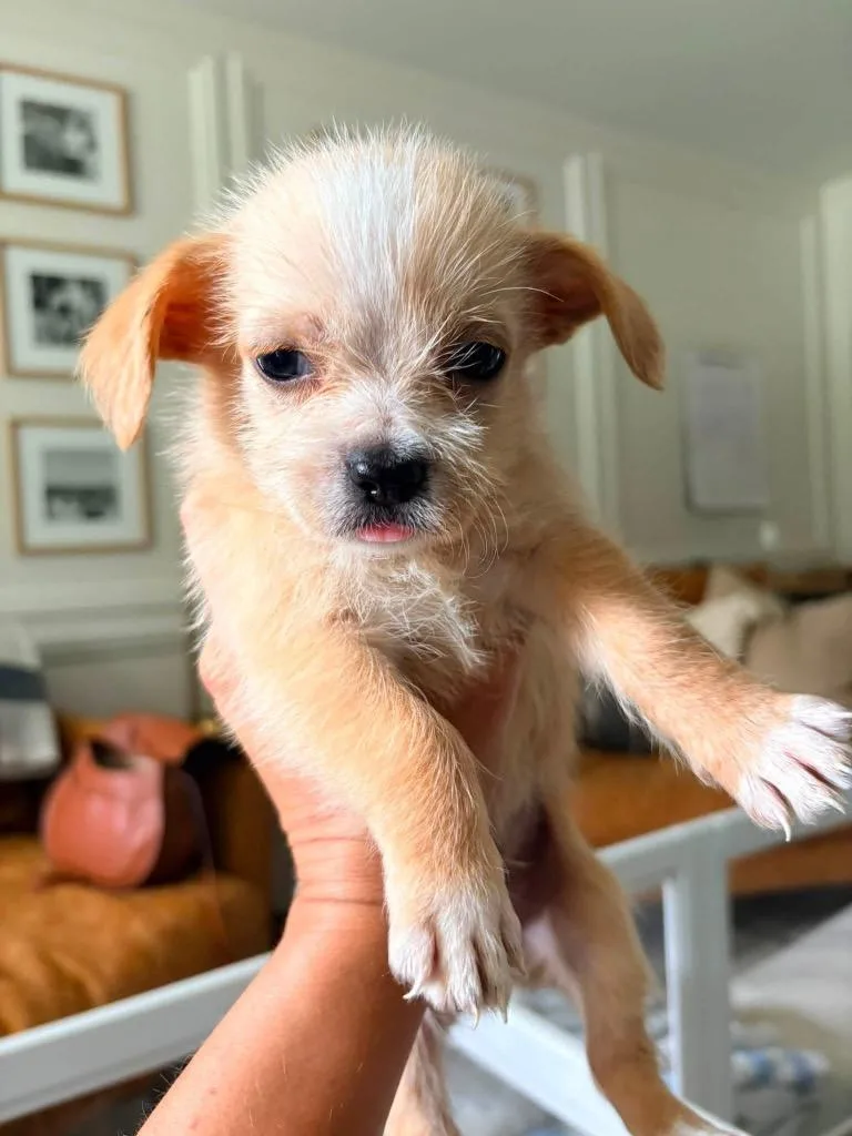 A baby medium-sized male Shih Tzu dog named Rusty for adoption in West Bloomfield, MI