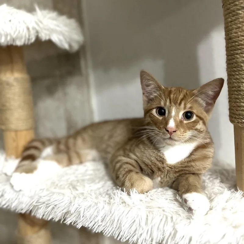 A young medium-sized male Orange / Red Domestic Short Hair cat named Torchy for adoption in Long Beach, CA