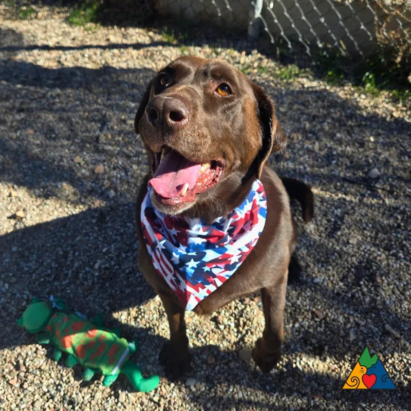 An adult large-sized male Brown / Chocolate Chocolate Labrador Retriever dog named Chunk for adoption in Douglas, WY