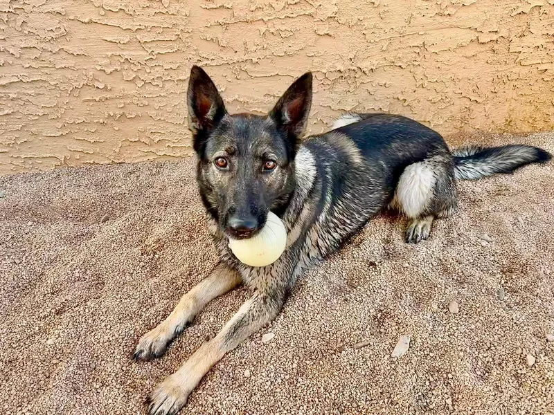 An adult medium-sized female Black German Shepherd Dog dog named Sue for adoption in Glendale, AZ