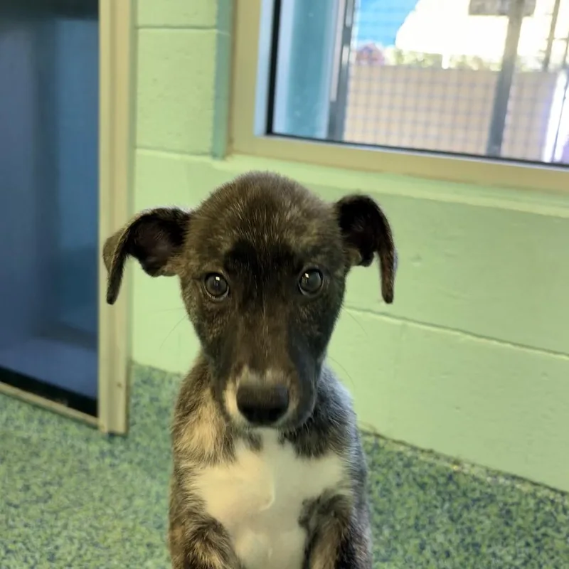A baby small-sized male Brindle Mixed Breed dog named Huxley for adoption in Naples, FL