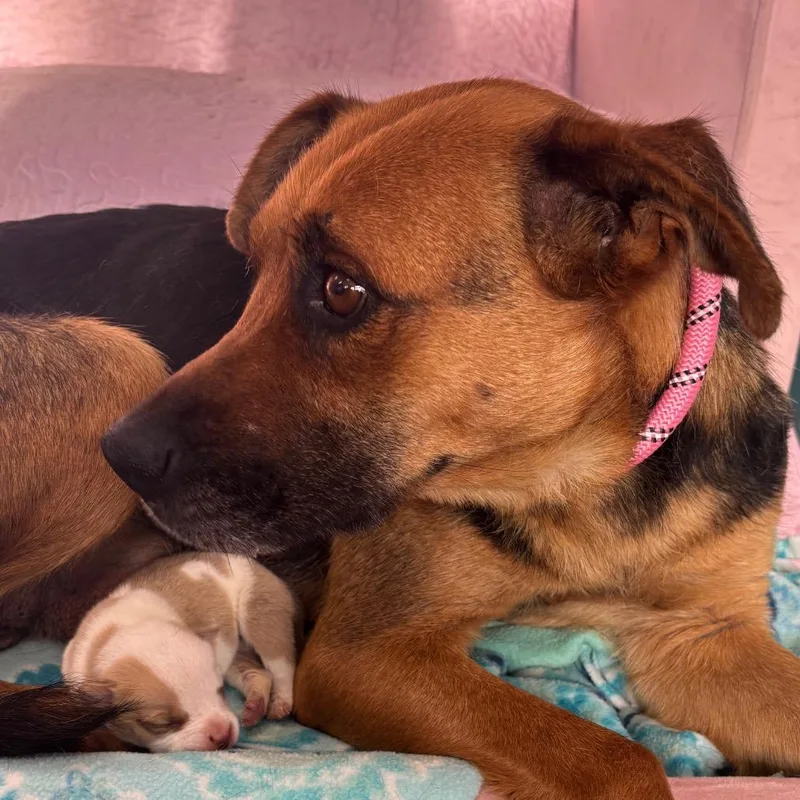 An adult medium-sized female Brown / Chocolate German Shepherd Dog dog named Mama Covey for adoption in Northbrook, IL