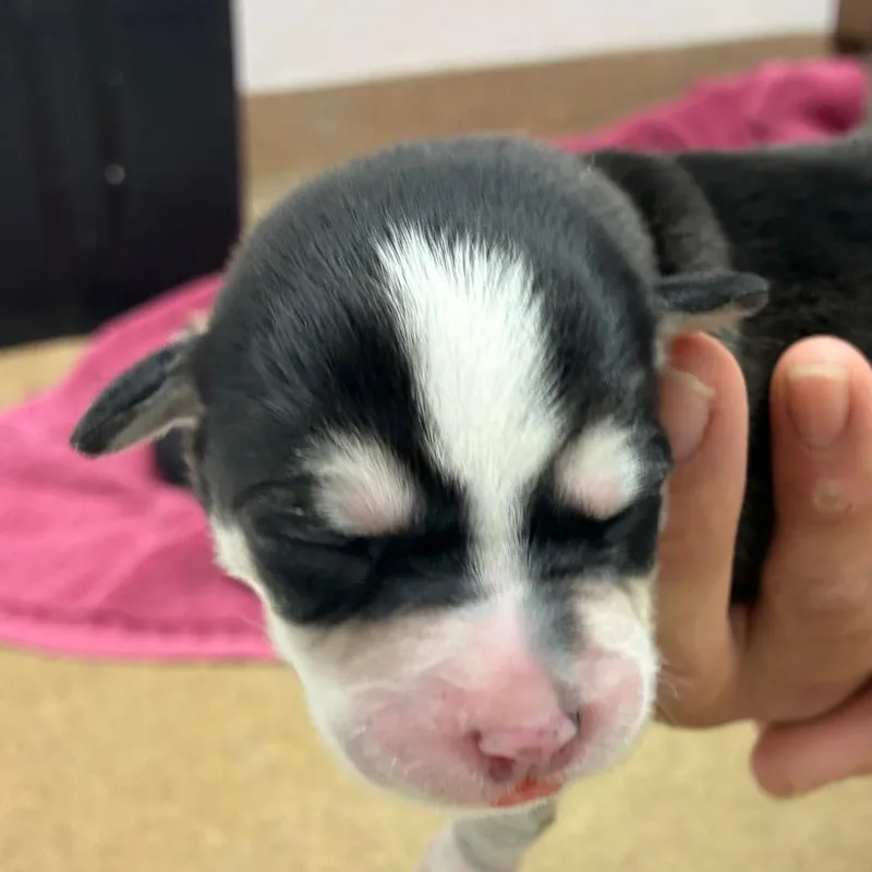 A baby small-sized female Black Husky dog named Tilly for adoption in Corpus Christi, TX