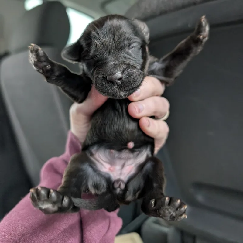 A baby medium-sized female Black Mixed Breed dog named Briar for adoption in DeKalb, IL