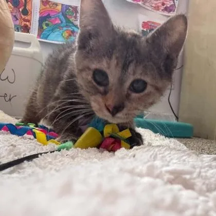 A baby small-sized female Domestic Short Hair cat named Rosie for adoption in Janesville, WI