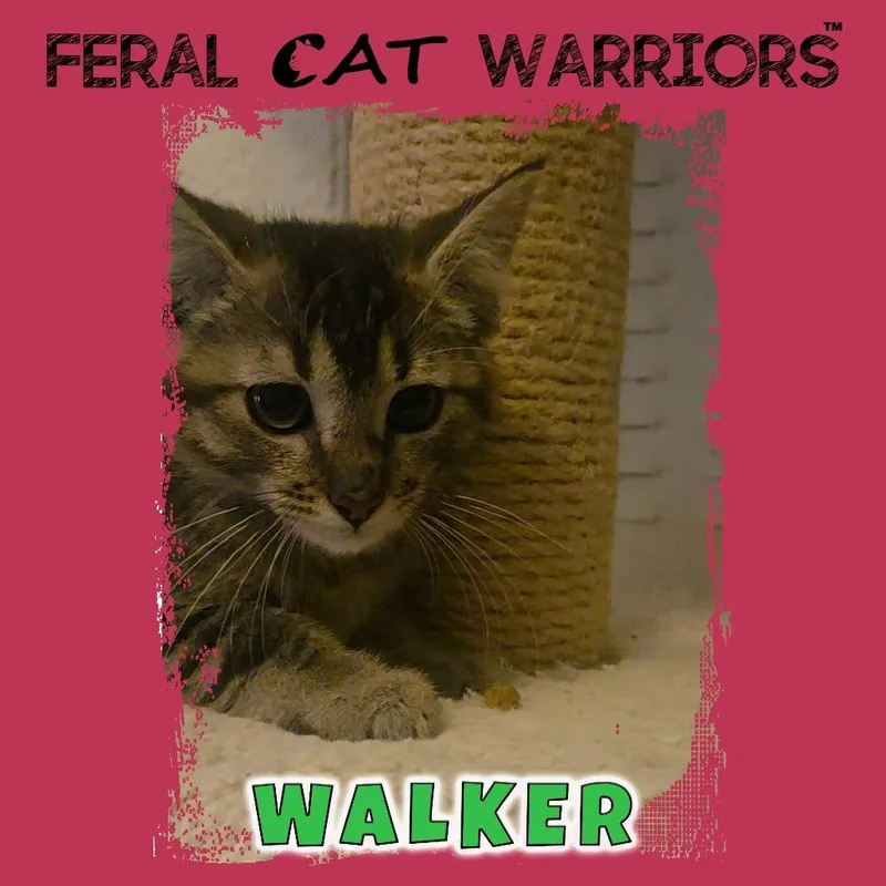 A baby small-sized male Brown / Chocolate Domestic Short Hair cat named Walker for adoption in Kingman, AZ