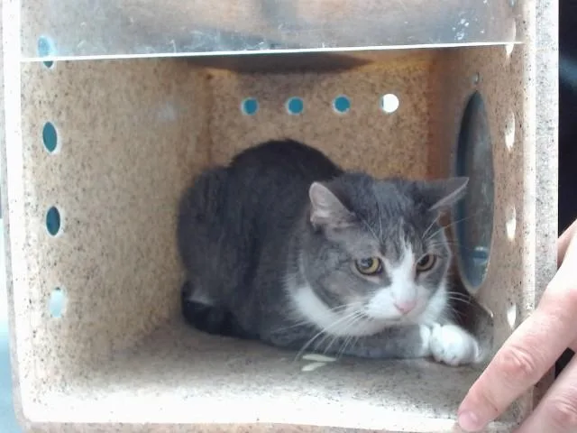 An adult large-sized female Domestic Short Hair cat named Midnight for adoption in Albuquerque, NM
