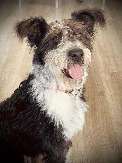 A young medium-sized female Australian Terrier dog named Kandi for adoption in Tulsa, OK
