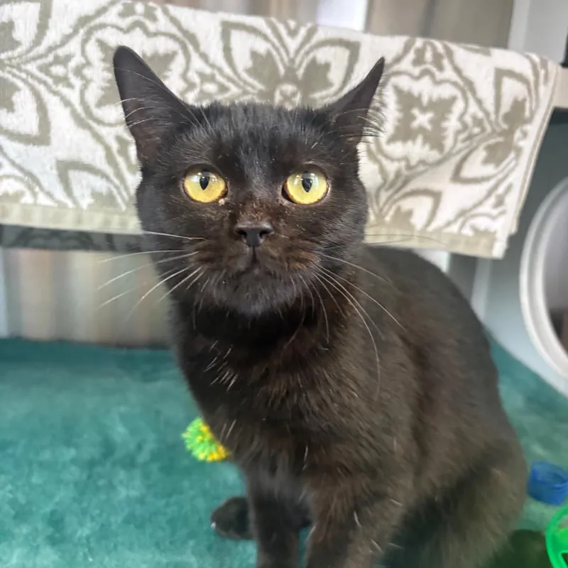 A young medium-sized female Black Domestic Short Hair cat named Allegra for adoption in Franklin, TN