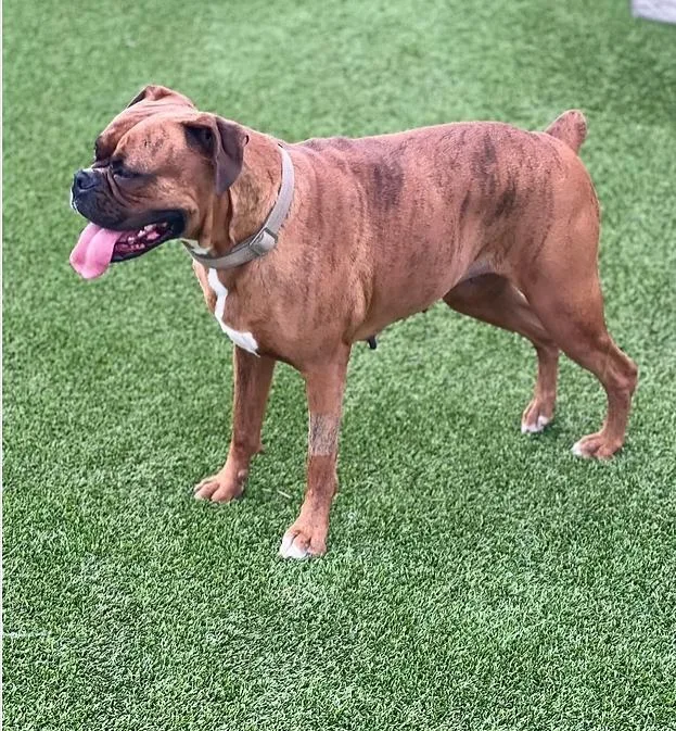 An adult medium-sized female Boxer dog named Chloe for adoption in Granbury, TX