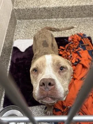 An adult medium-sized male Pit Bull Terrier dog named Elliot for adoption in Westland, MI