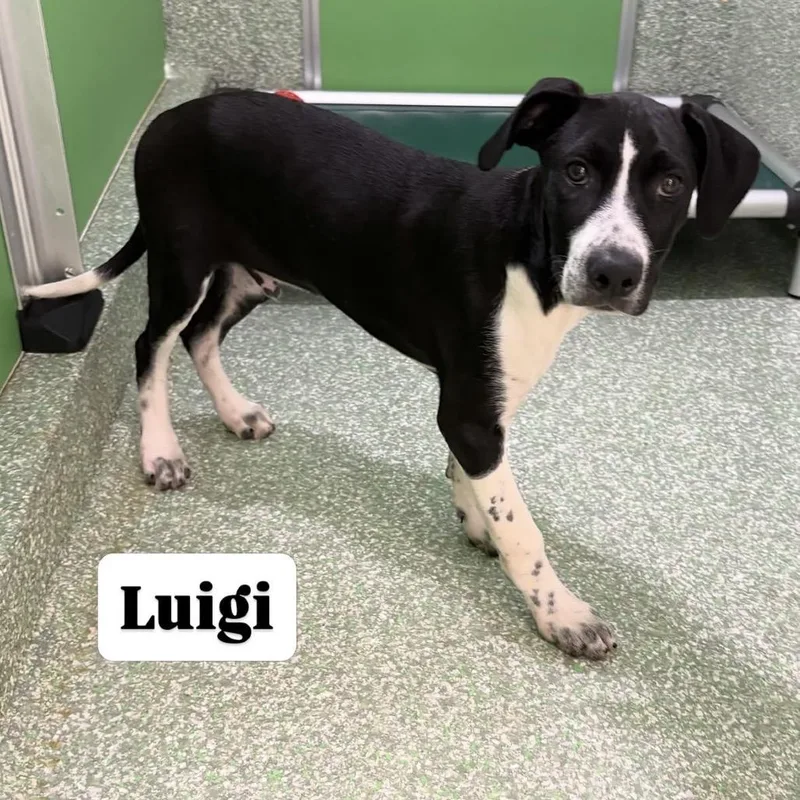 A baby large-sized male Black Hound dog named Luigi for adoption in Calverton, NY