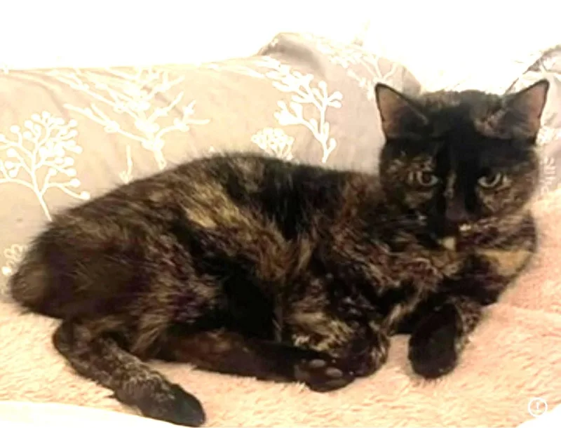 An adult small-sized female Tortoiseshell cat named Callie The Bobtail Tortie for adoption in Taylor Mill, KY