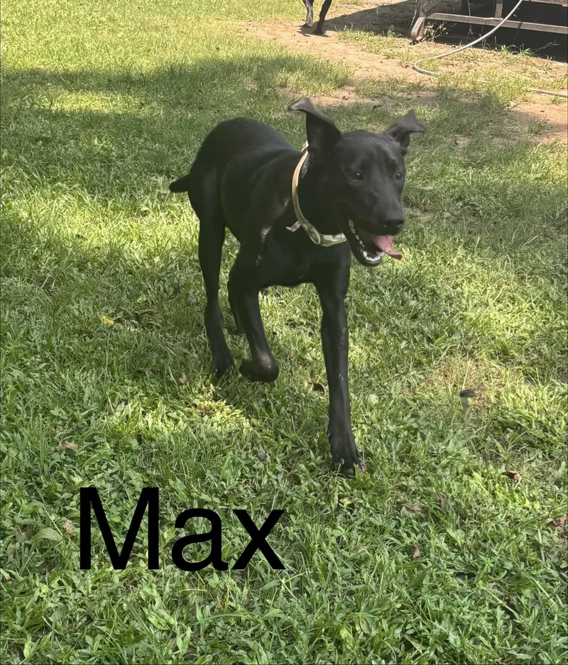 A young medium-sized male Labrador Retriever dog named Max for adoption in Zimmerman, MN