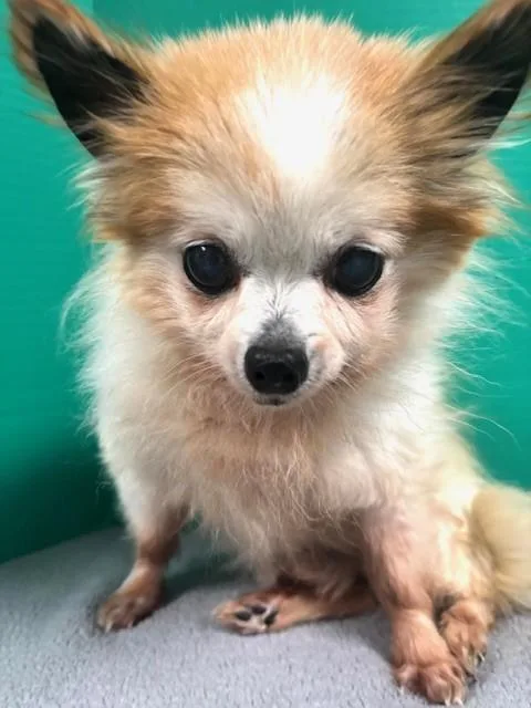 An adult small-sized male Yellow / Tan / Blond / Fawn Chihuahua dog named Charlie for adoption in Hawk Point, MO