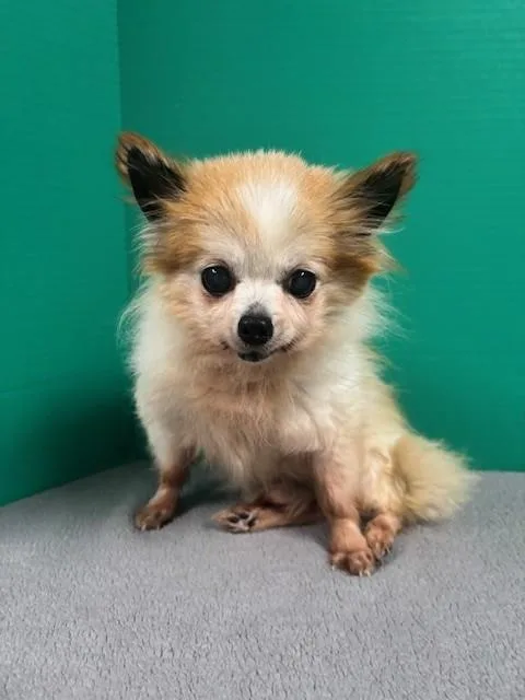 Charlie thumbnail 3