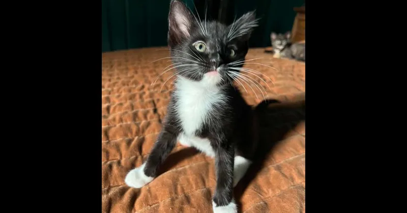 A baby small-sized female Domestic Short Hair cat named Field Pea for adoption in Groveland, MA