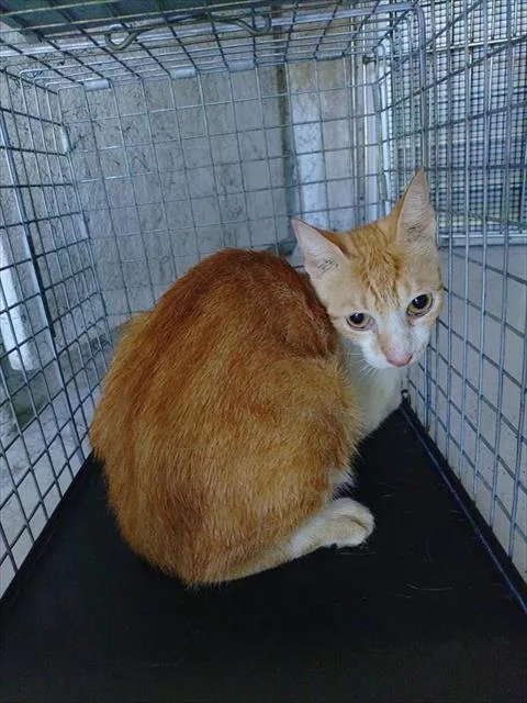 A young large-sized female Domestic Short Hair cat named Soulja for adoption in Fort Lauderdale, FL