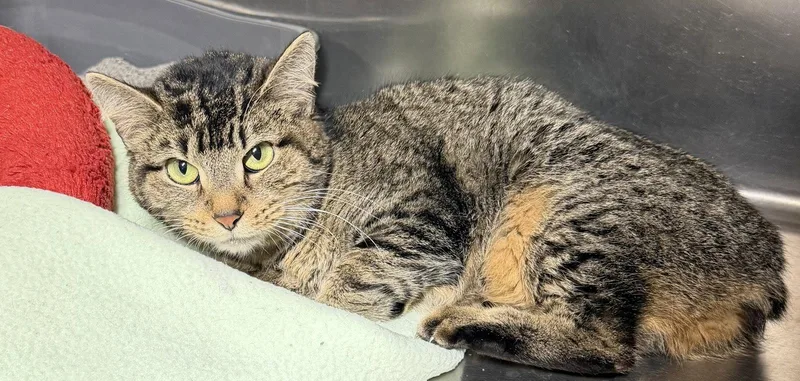 An adult medium-sized female Manx cat named Pooky for adoption in Elkins, WV