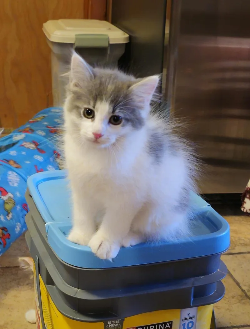 A baby small-sized male Gray & White Domestic Medium Hair cat named Roscoe for adoption in Johnson City, TN