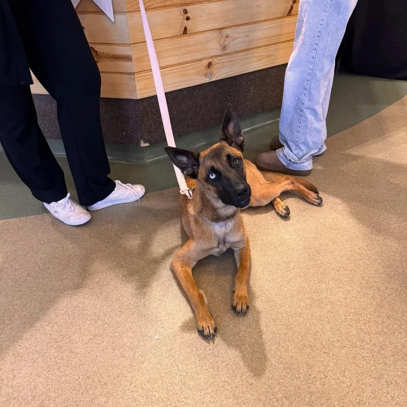 An adult medium-sized female Yellow / Tan / Blond / Fawn Belgian Shepherd / Malinois dog named Iepastray for adoption in Upland, CA