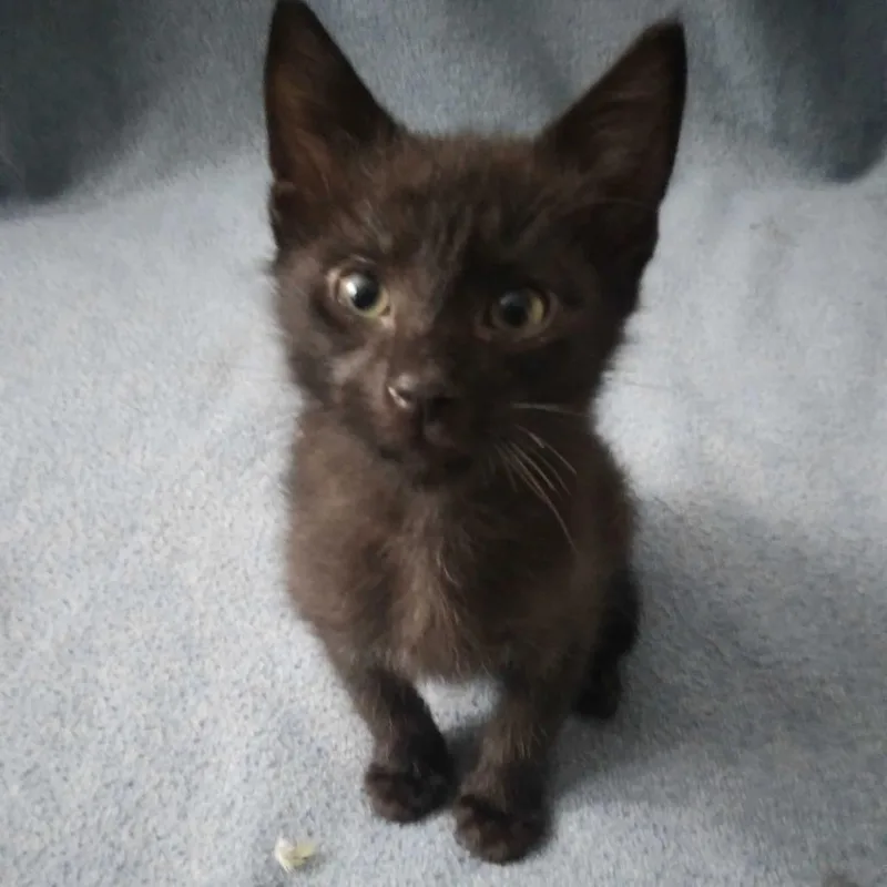 A baby small-sized male Black Domestic Short Hair cat named VectorPrime for adoption in Spruce Pine, NC