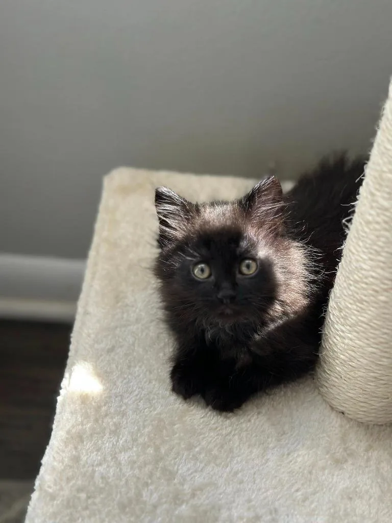 A baby small-sized female Domestic Long Hair cat named Purrincess for adoption in Detroit, MI