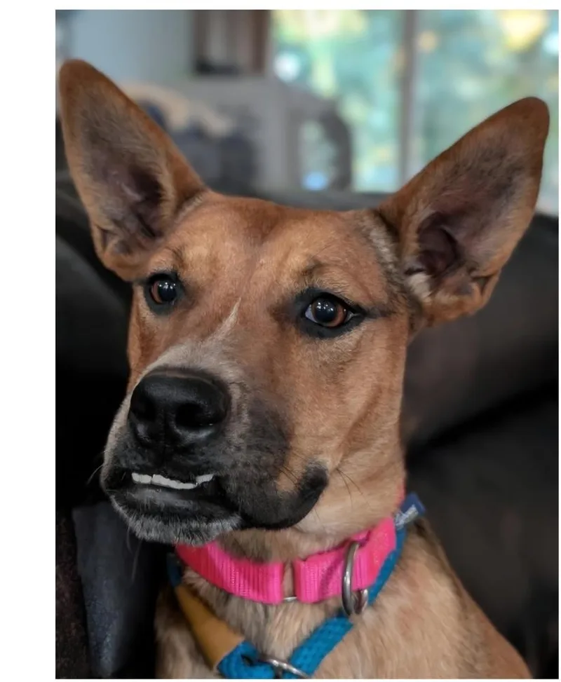 A young medium-sized female Brown / Chocolate Boxer dog named Bonnie for adoption in Appleton, WI