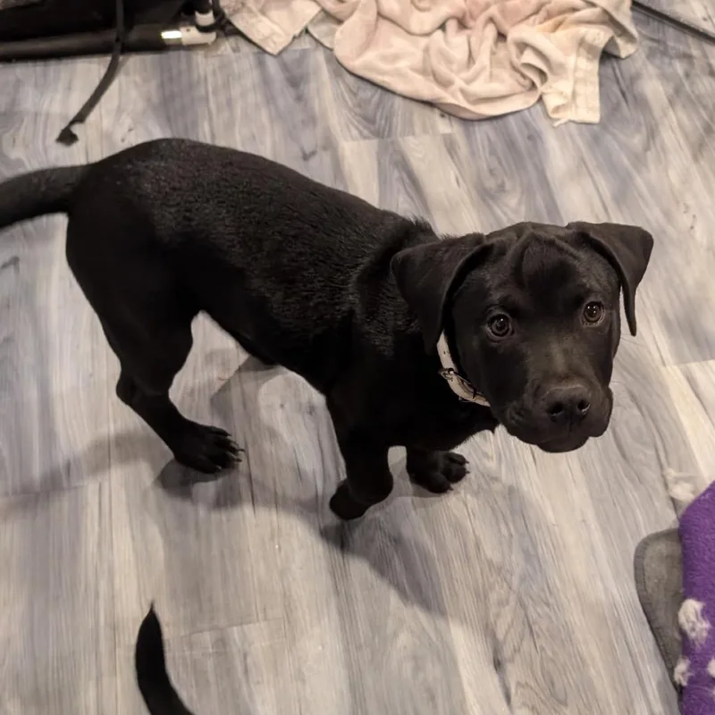 A baby medium-sized male Black Rottweiler dog named Oreo for adoption in Fayetteville, GA