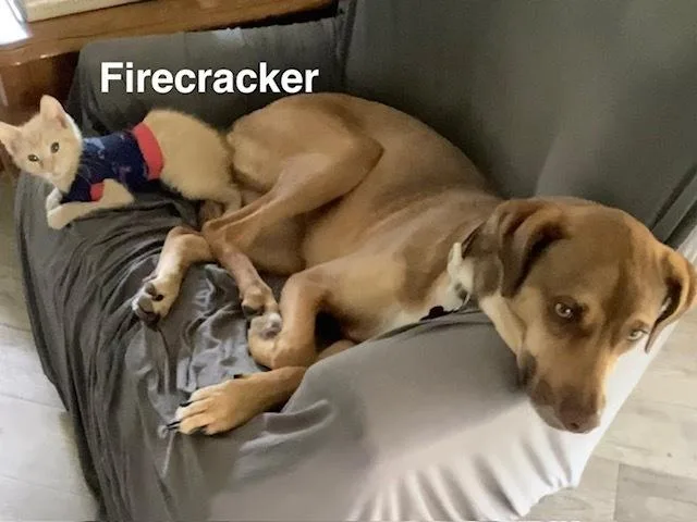 Firecracker thumbnail 3