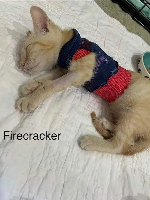 Firecracker thumbnail 4