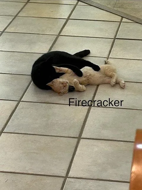 Firecracker thumbnail 5