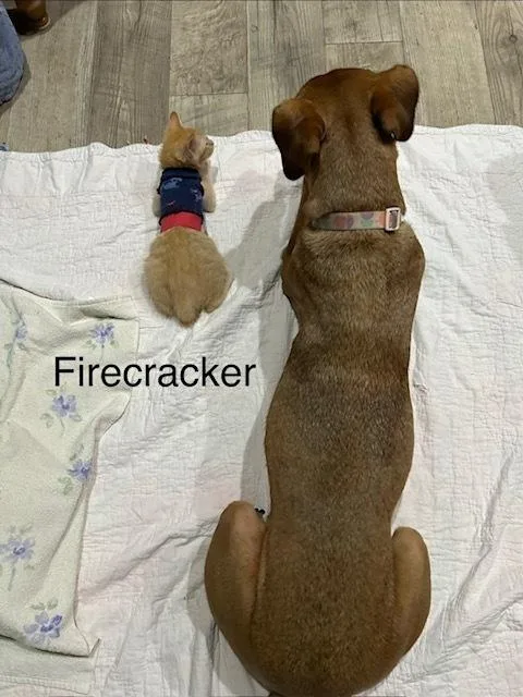 Firecracker thumbnail 6