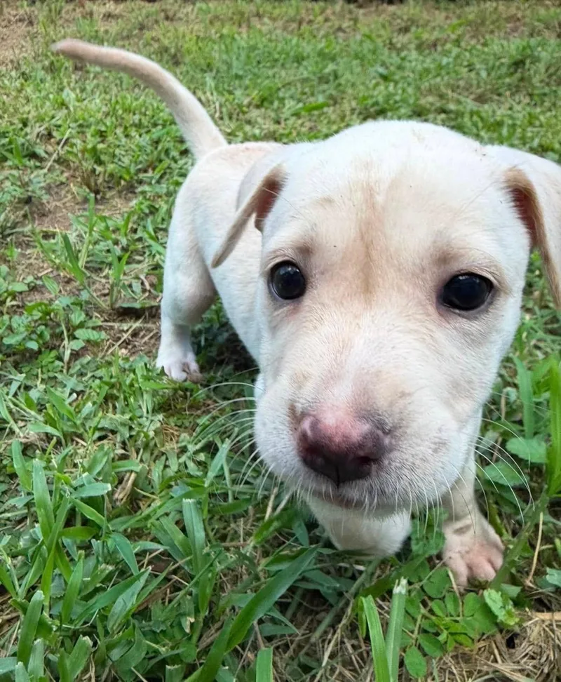 A baby medium-sized female White / Cream Labrador Retriever dog named Nora Precious Amora for adoption in Carolina, PR
