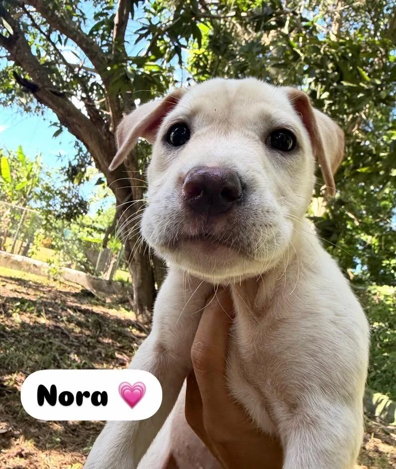 Nora  Precious Amora thumbnail 3