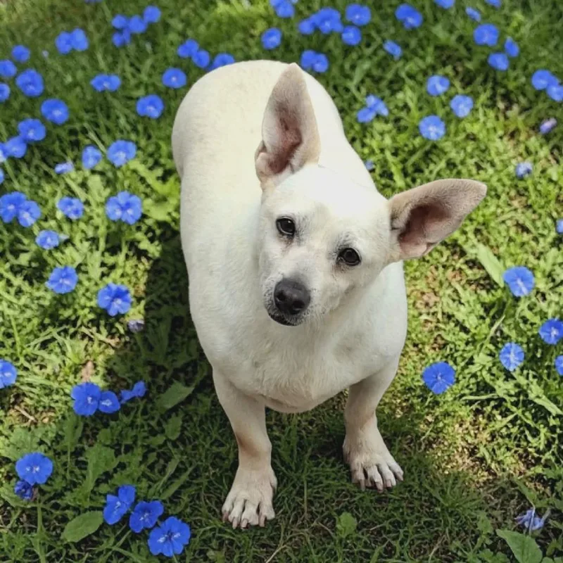 A senior small-sized male White / Cream Dachshund dog named Richie for adoption in San Diego, CA