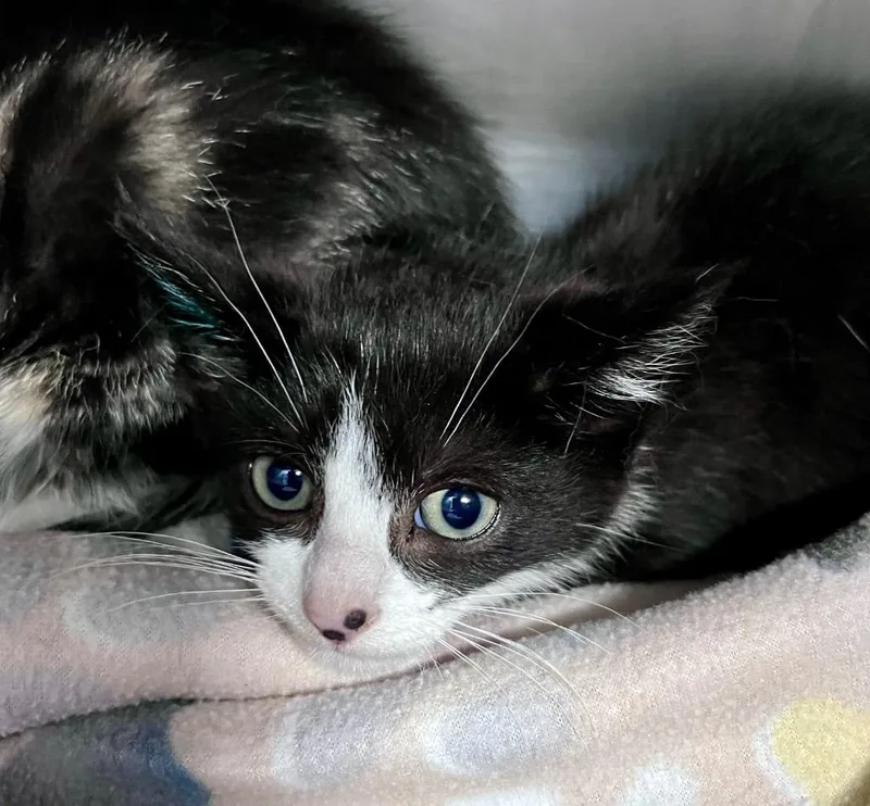 A baby medium-sized male Domestic Short Hair cat named Tombow for adoption in Cincinnati, OH