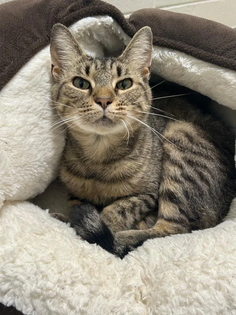 A young small-sized female Domestic Short Hair cat named Zora Clawston Bones for adoption in East Ridge, TN