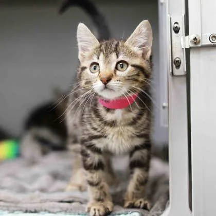 A baby small-sized female Gray / Blue / Silver Domestic Short Hair cat named Taco Belle for adoption in Atlanta, GA