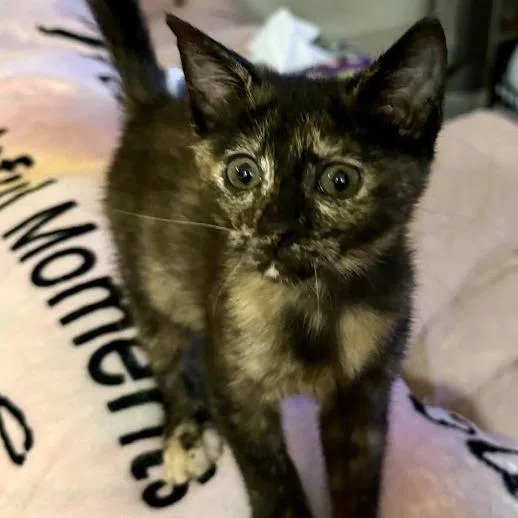 A baby small-sized female Tortoiseshell Domestic Short Hair cat named Sasha for adoption in Peachtree City, GA