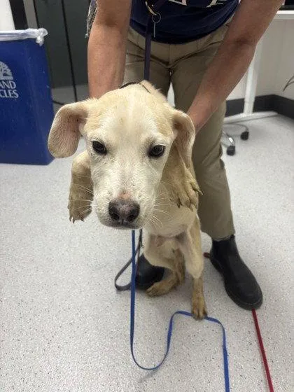 A baby medium-sized male Mixed Breed dog named Vini for adoption in Oakland, CA