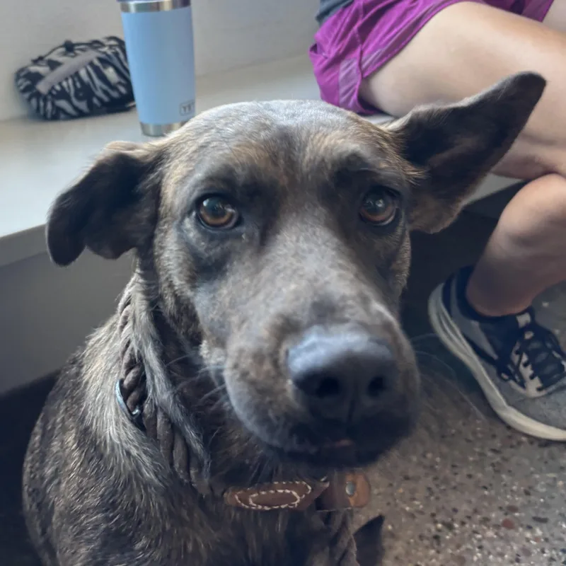 An adult medium-sized female Shepherd dog named Elsie for adoption in Phoenix, AZ