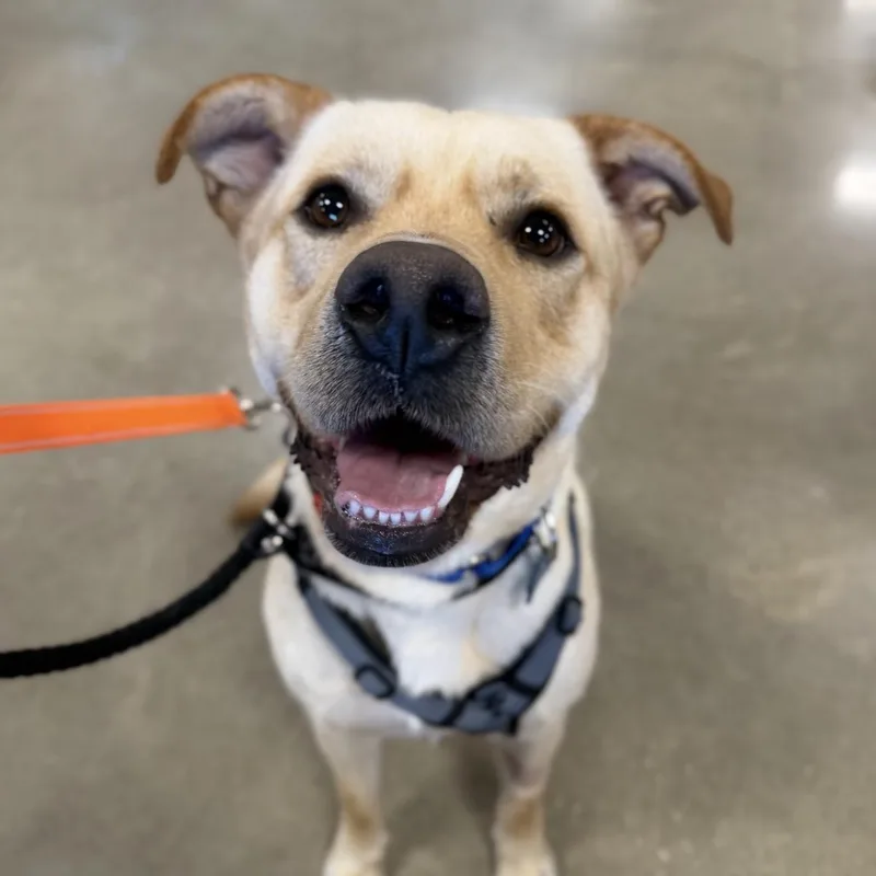 An adult large-sized male Labrador Retriever dog named Teo for adoption in Naperville, IL