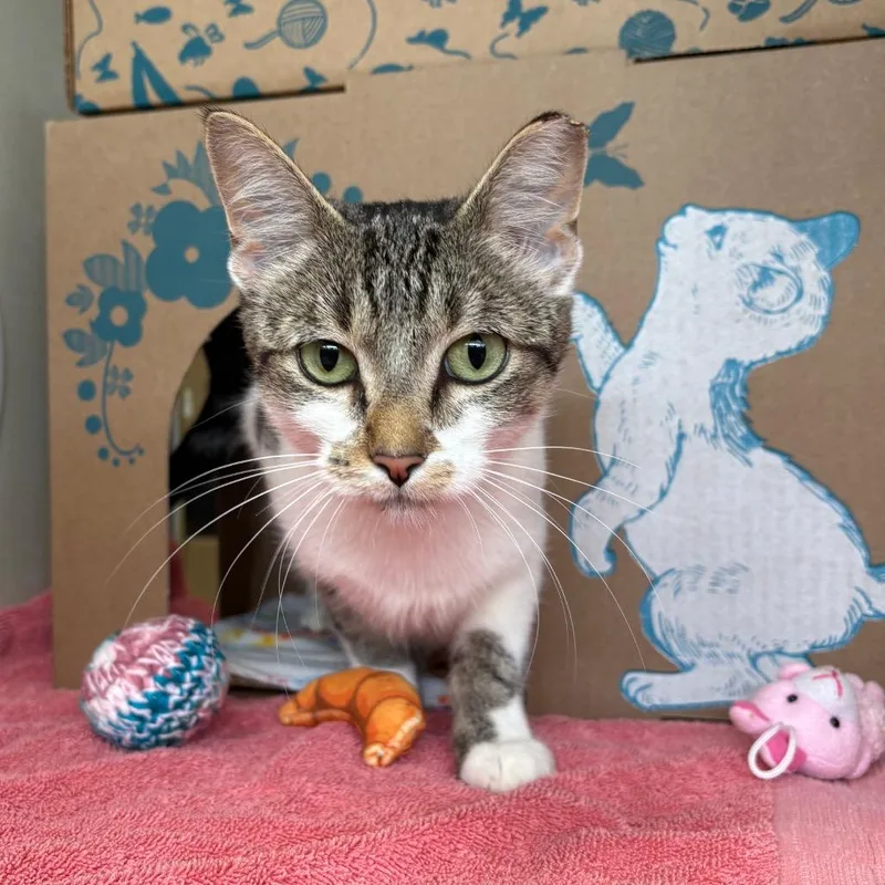 A young medium-sized female Brown / Chocolate Domestic Short Hair cat named Aurella for adoption in West Olive, MI